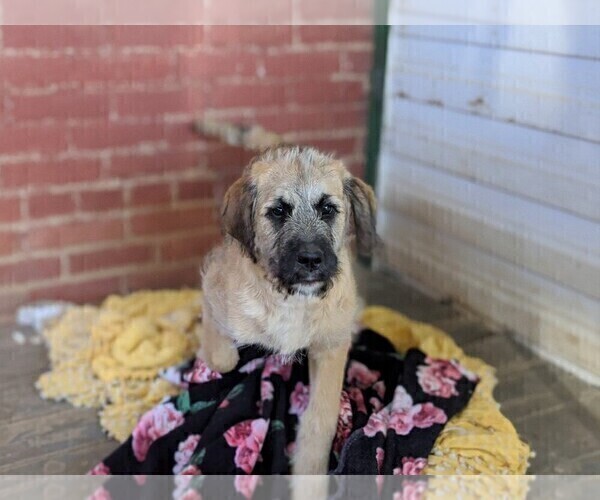 Medium Photo #5 Saint Berdoodle Puppy For Sale in PEACH BOTTOM, PA, USA