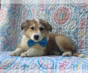 Border Collie-Golden Retriever Mix Puppy for sale in LANCASTER, PA, USA