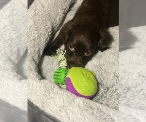 Boykin Spaniel Puppy for sale in PROSPERITY, SC, USA