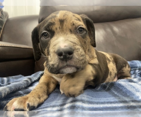 Medium Photo #116 American Bully Puppy For Sale in REESEVILLE, WI, USA