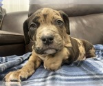 Small Photo #116 American Bully Puppy For Sale in REESEVILLE, WI, USA