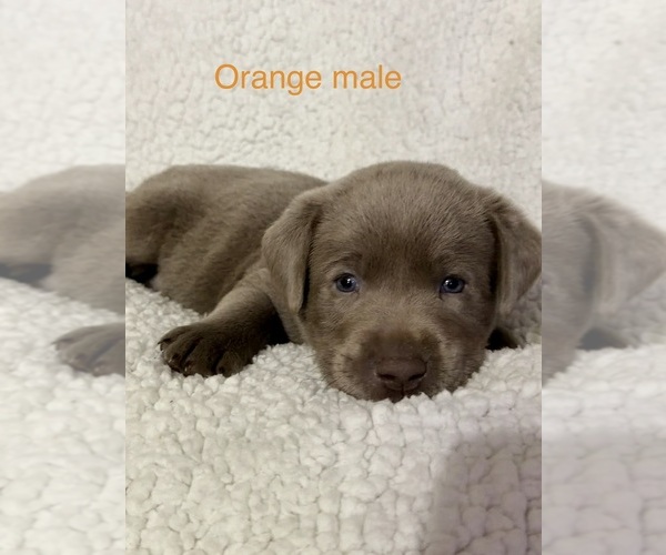 Medium Photo #8 Labrador Retriever Puppy For Sale in LINDEN, MI, USA