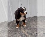 Small Photo #10 Bernese Mountain Dog Puppy For Sale in MEMPHIS, MO, USA