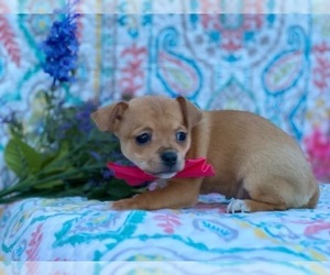 Chihuahua Puppy for sale in LANCASTER, PA, USA