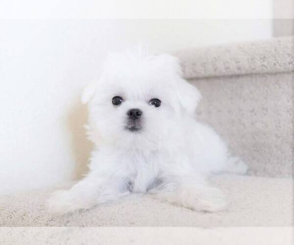 Medium Photo #4 Maltese Puppy For Sale in FULLERTON, CA, USA