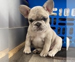 Small Photo #1 French Bulldog Puppy For Sale in LOGANSPORT, IN, USA