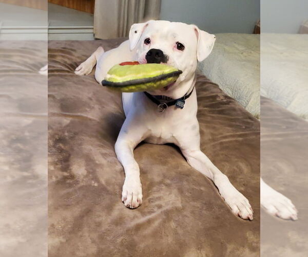 Medium Photo #3 Bulloxer Puppy For Sale in Fresno, CA, USA