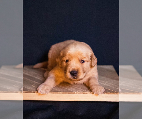 Medium Photo #1 Golden Retriever Puppy For Sale in UNIONVILLE, TN, USA