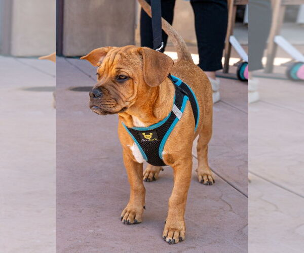 Medium Photo #4 French Bulldog-Unknown Mix Puppy For Sale in Lake Forest, CA, USA