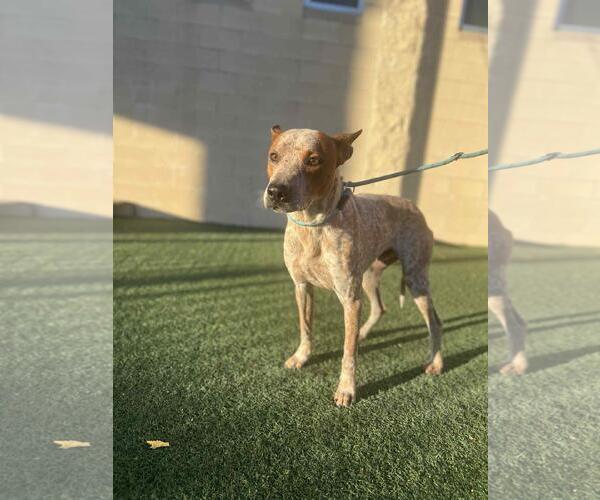 Medium Photo #6 Mutt Puppy For Sale in Rockwall, TX, USA