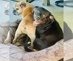Small #2 Labrador Retriever Mix