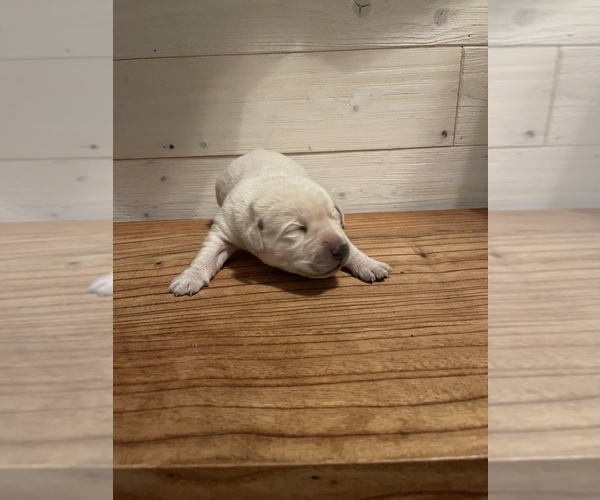 Medium Photo #2 Labrador Retriever Puppy For Sale in REIDSVILLE, GA, USA
