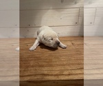 Small Photo #2 Labrador Retriever Puppy For Sale in REIDSVILLE, GA, USA