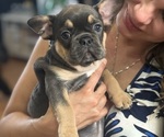 Small #1 French Bulldog