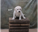 Puppy Rose Labrador Retriever