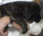 Small Photo #2 American Mastiff Puppy For Sale in PIKETON, OH, USA