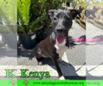 Small #8 Labrador Retriever Mix