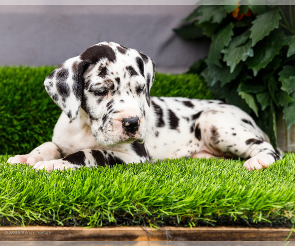 Medium Photo #4 Great Dane Puppy For Sale in WAKARUSA, IN, USA
