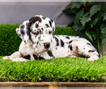 Small #3 Great Dane