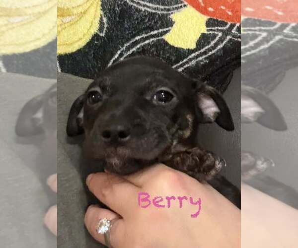 Medium Photo #3 Dachshund-Unknown Mix Puppy For Sale in Springdale, PA, USA