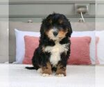 Small Photo #2 Bernedoodle (Miniature) Puppy For Sale in MORGANTOWN, PA, USA