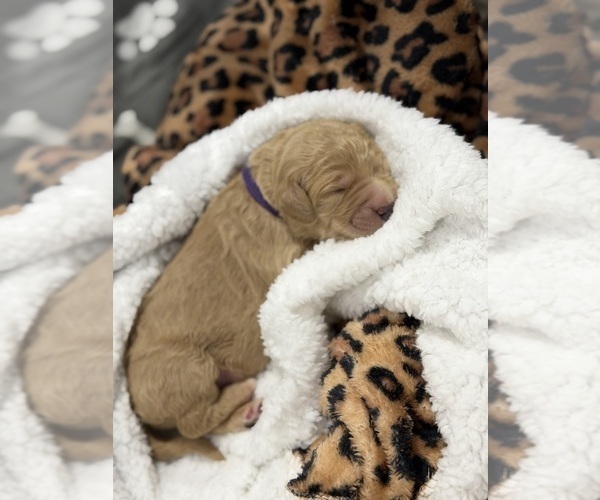 Medium Photo #10 Goldendoodle Puppy For Sale in NORTH AUGUSTA, SC, USA