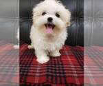 Small Photo #1 Maltese Puppy For Sale in HILO, HI, USA