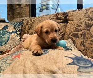 Labrador Retriever Puppy for sale in OCALA, FL, USA