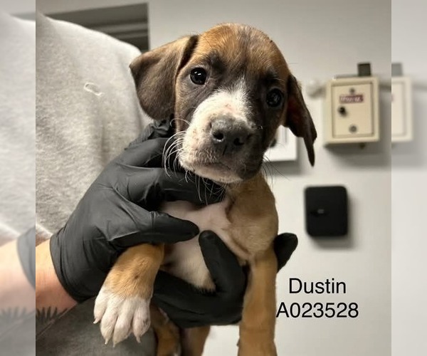 Medium Photo #2 Boxer-Unknown Mix Puppy For Sale in Mooresville, NC, USA