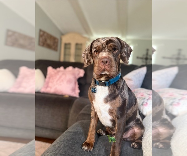 Medium Photo #1 Cocker-Pei Puppy For Sale in PLANT CITY, FL, USA