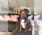 Small Photo #1 Cocker-Pei Puppy For Sale in PLANT CITY, FL, USA