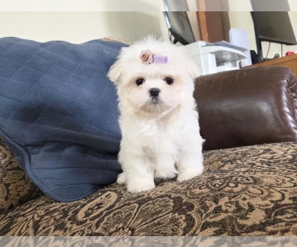 Medium Photo #14 Maltese Puppy For Sale in SANTA CLARITA, CA, USA