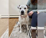 Small #17 Dogo Argentino-Labrador Retriever Mix