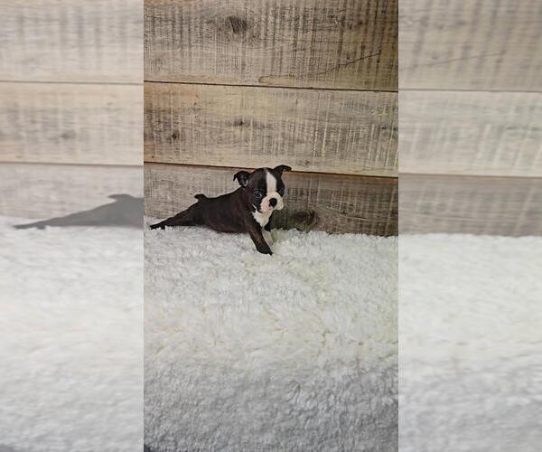 Medium Photo #8 Boston Terrier Puppy For Sale in JASONVILLE, IN, USA