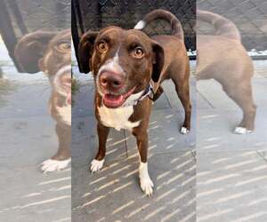 Beagle-Unknown Mix Dogs for adoption in Millersville, MD, USA