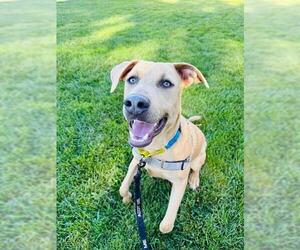 Doberman Pinscher-Unknown Mix Dogs for adoption in Santa Barbara, CA, USA