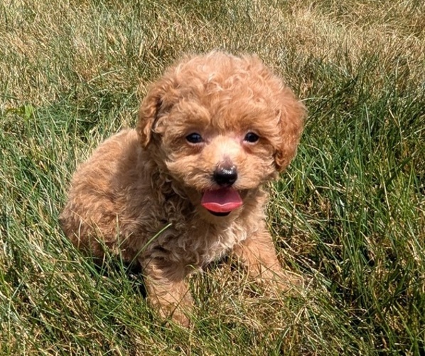 Medium Photo #21 Cockapoo Puppy For Sale in GOSHEN, IN, USA