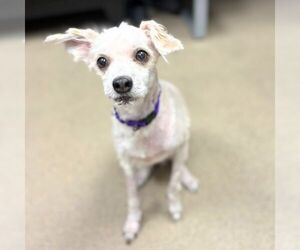 Maltese-Unknown Mix Dogs for adoption in Aurora, CO, USA
