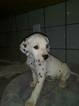 Small Photo #15 Dalmatian Puppy For Sale in DELANO, CA, USA