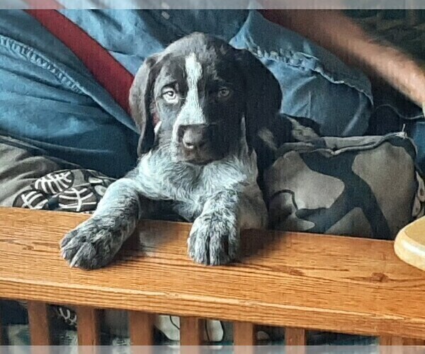 Medium Photo #3 German Wirehaired Pointer Puppy For Sale in BOW, WA, USA