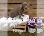 Small Photo #3 Labrador Retriever Puppy For Sale in POLK, OH, USA