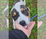 Small #12 Rat Terrier-Shiba Inu Mix