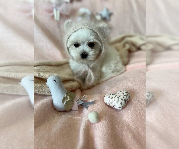 Medium Photo #13 Maltese Puppy For Sale in BEVERLY HILLS, CA, USA