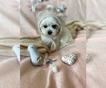 Small #12 Maltese