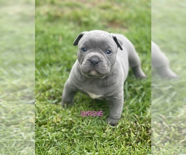 Medium Photo #12 American Bully Puppy For Sale in UPLAND, CA, USA