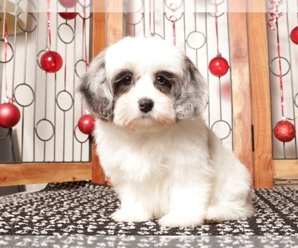 Medium Photo #7 Shih-Poo Puppy For Sale in NAPLES, FL, USA