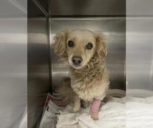 Cocker Spaniel-Unknown Mix Dogs for adoption in Riverside, CA, USA