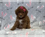 Small Photo #9 Poodle (Toy) Puppy For Sale in LAKELAND, FL, USA
