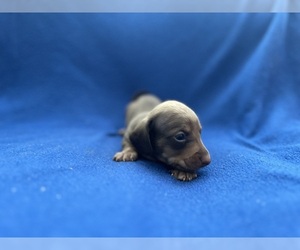Dachshund Puppy for sale in DAYTONA BEACH, FL, USA