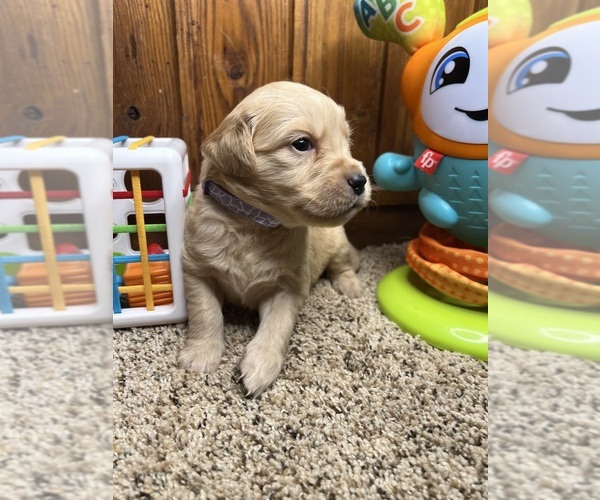 Medium Photo #28 Golden Retriever Puppy For Sale in NEOLA, WV, USA